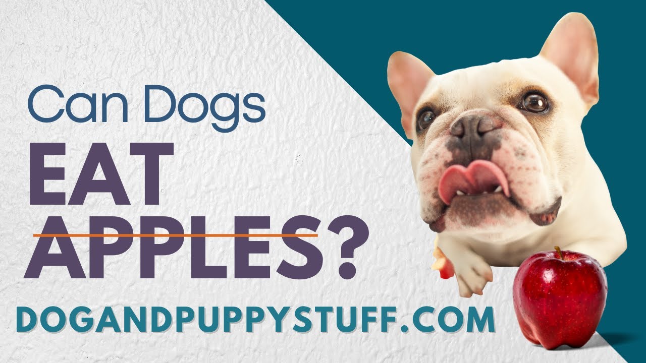 Will Apples Hurt Dogs? Can They Eat Them?