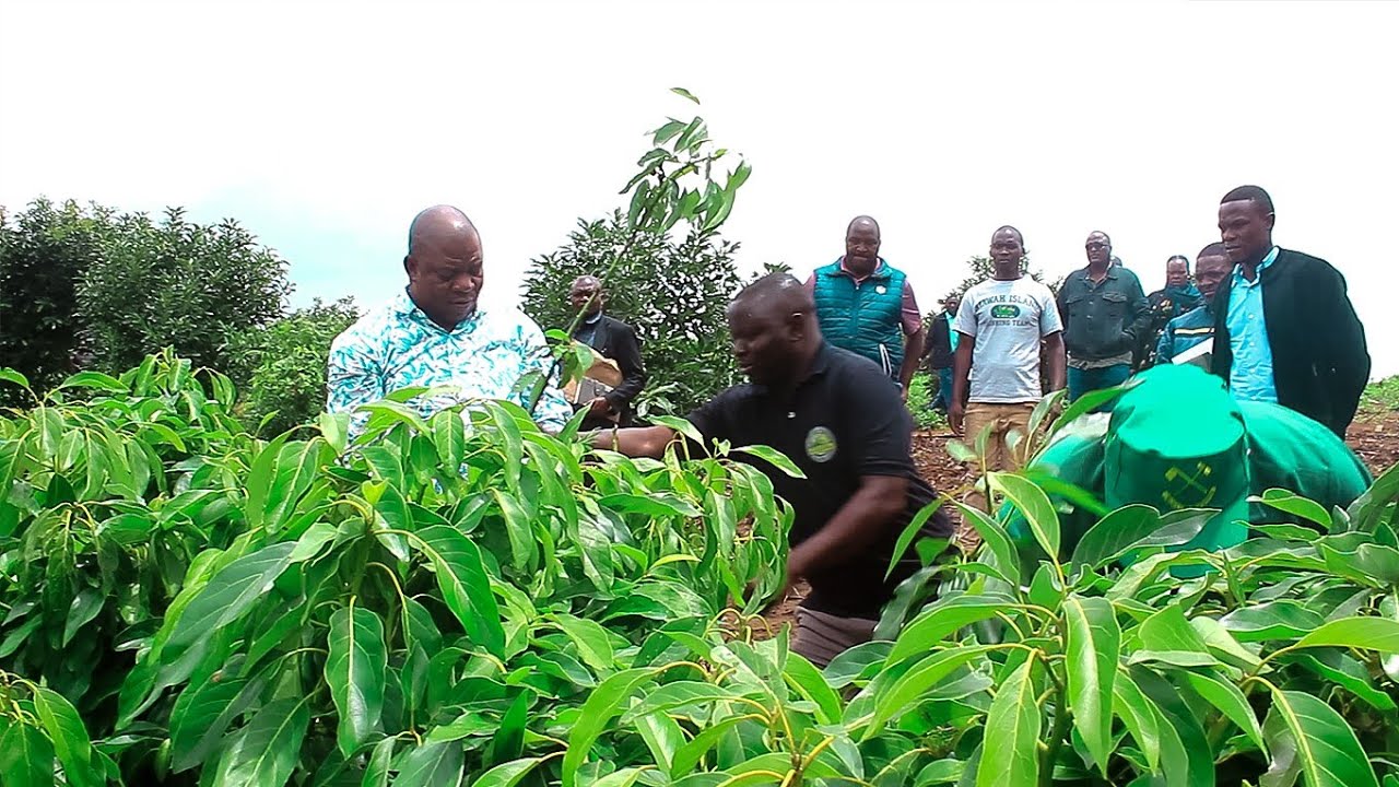 IFAHAMU MICHE BORA YA PARACHICHI YA KUPANDA KUTOKA NJOMBE, RC MTAKA AANGAZIA FURSA