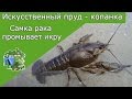 Раки в искусственном пруду . Самка рака промывает икру . Рак с икрой Crayfish