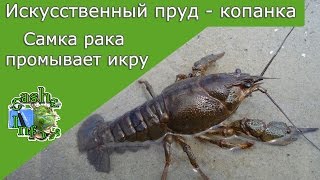 Раки в искусственном пруду . Самка рака промывает икру . Рак с икрой Crayfish