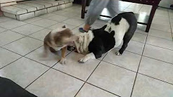 Mini English Bulldog Vs Standard English Bulldog !, Chucky the Mini English Bulldog 2015, Mini English bulldog female, *MAJOR PAIN* TRUE MINI ENGLISH BULLDOG, Mini English Bulldog Puppy Rasha, Chocolate Tri Mini English Bulldog Baffy, Cutest Mini English Bulldog