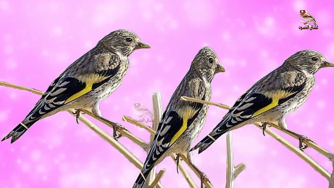 Лучший мотивационный песня | Стимулируют щегол | 20 минут стимуляции