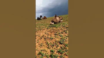 سدوم نادر 