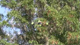 UAVX Test Flight with FastPWM ESC and GKE 1053