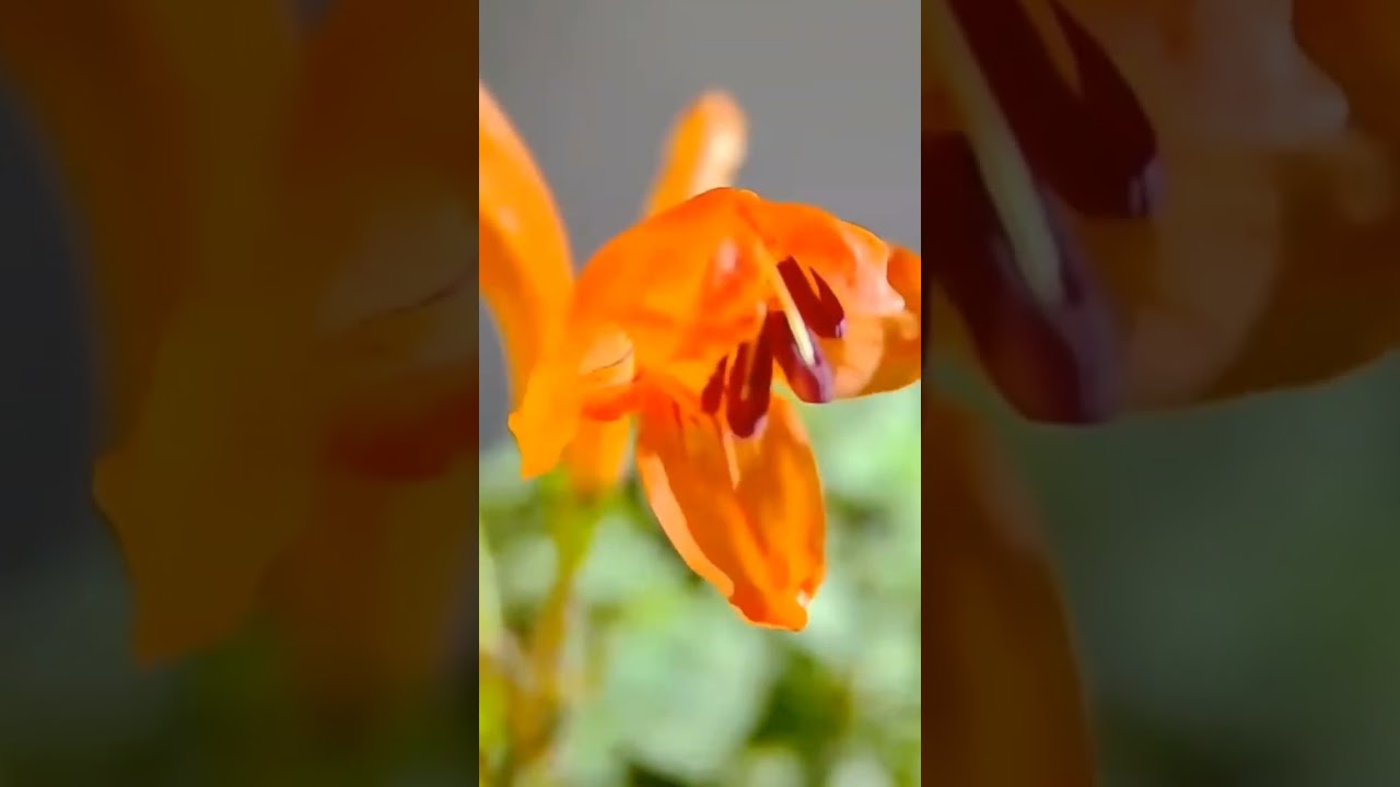 Tecomaria Capensis | Bignonia Capensis | Tecoma Capensis Flower Bloomimg Time Lapse | ASMR