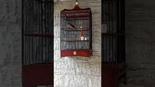 M E VV A H..!! Kapas tembak isian gereja tarung..!!!