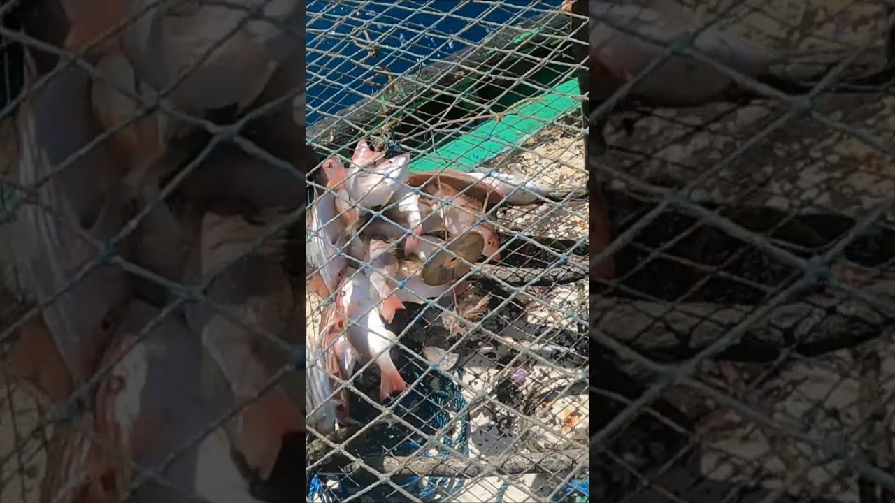 pescaria em águas profundas 