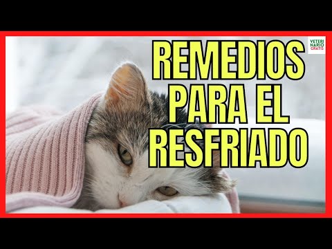 Video: Cómo preparar a tu caniche en casa