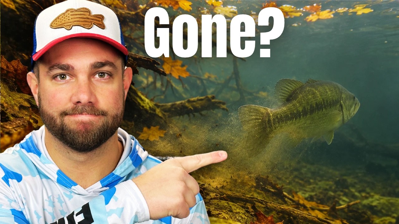 When FALL Bass Disappear….Do This!