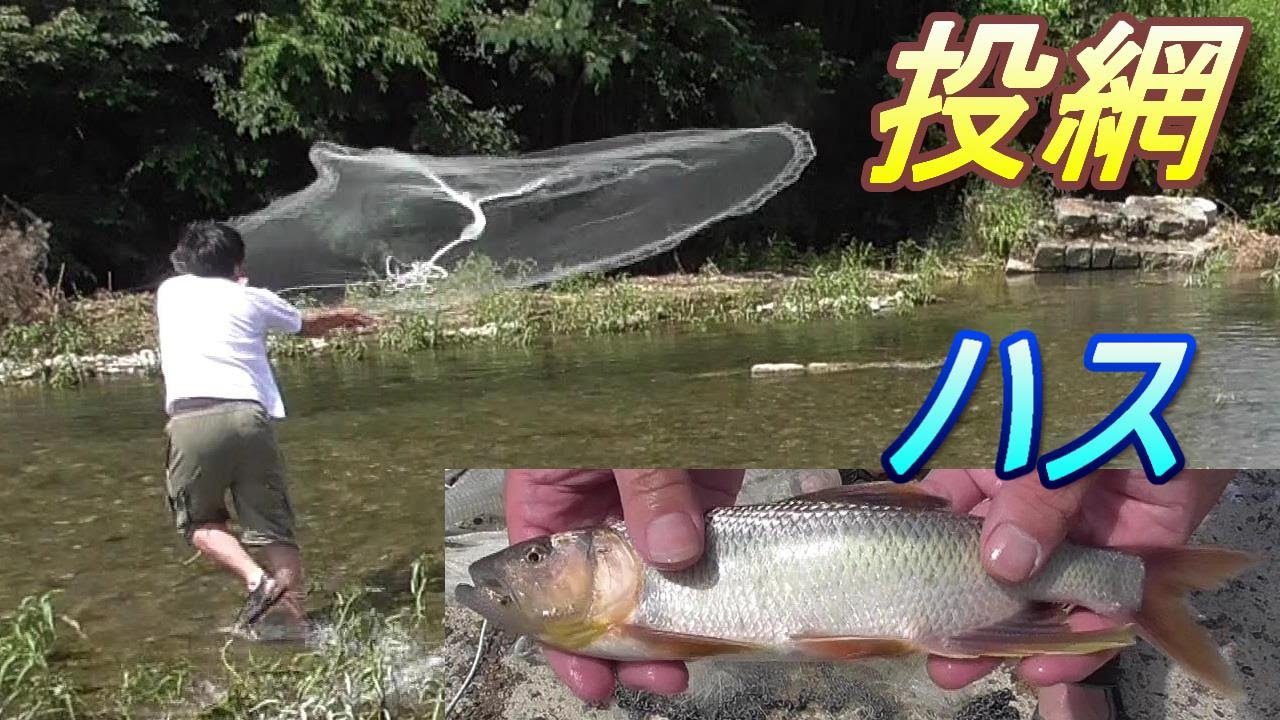 投網。ハス獲り。投網で大漁ハス獲り。投網3 　大きい魚、ハス。コアユ オイカワ 淡水魚 Fishing Cast Net