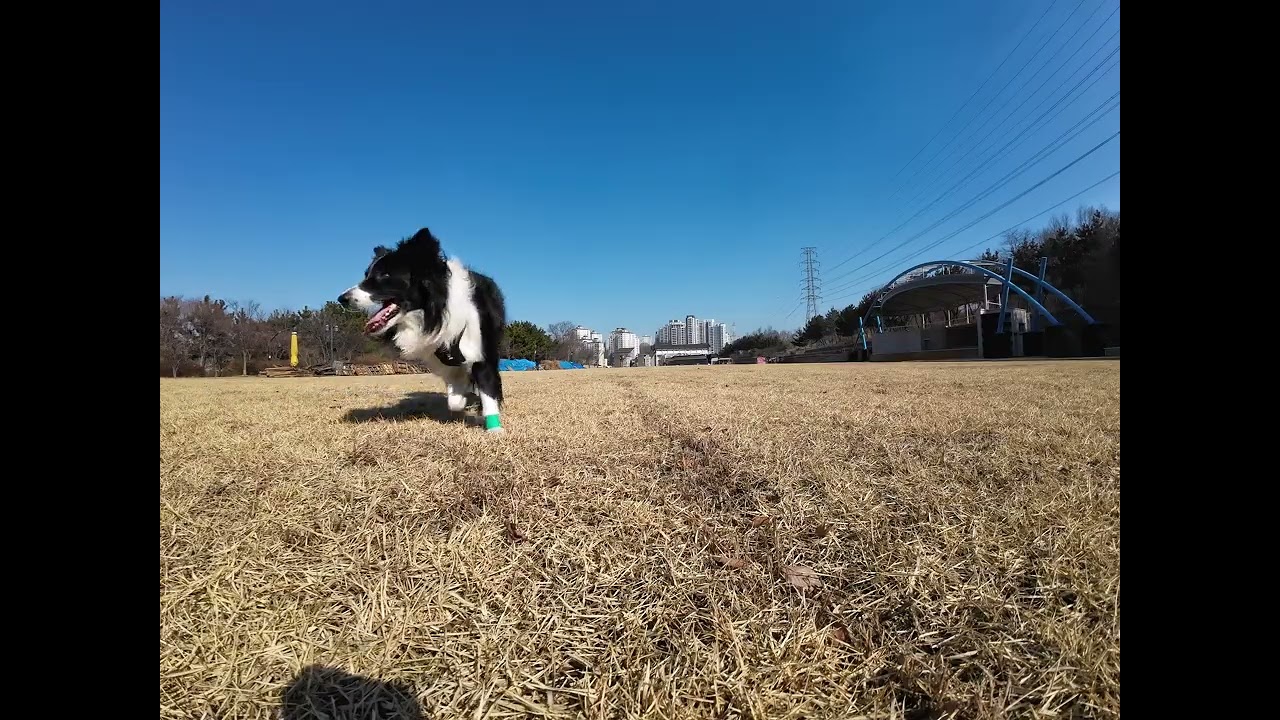 원반하기 좋은날~🥏 (바람이쬐끔 방해를~)굴하지않고 딱 100개만 하고 즐~낮잠🐾 가즈아~✨😎☀️  18-Feb. 2026’