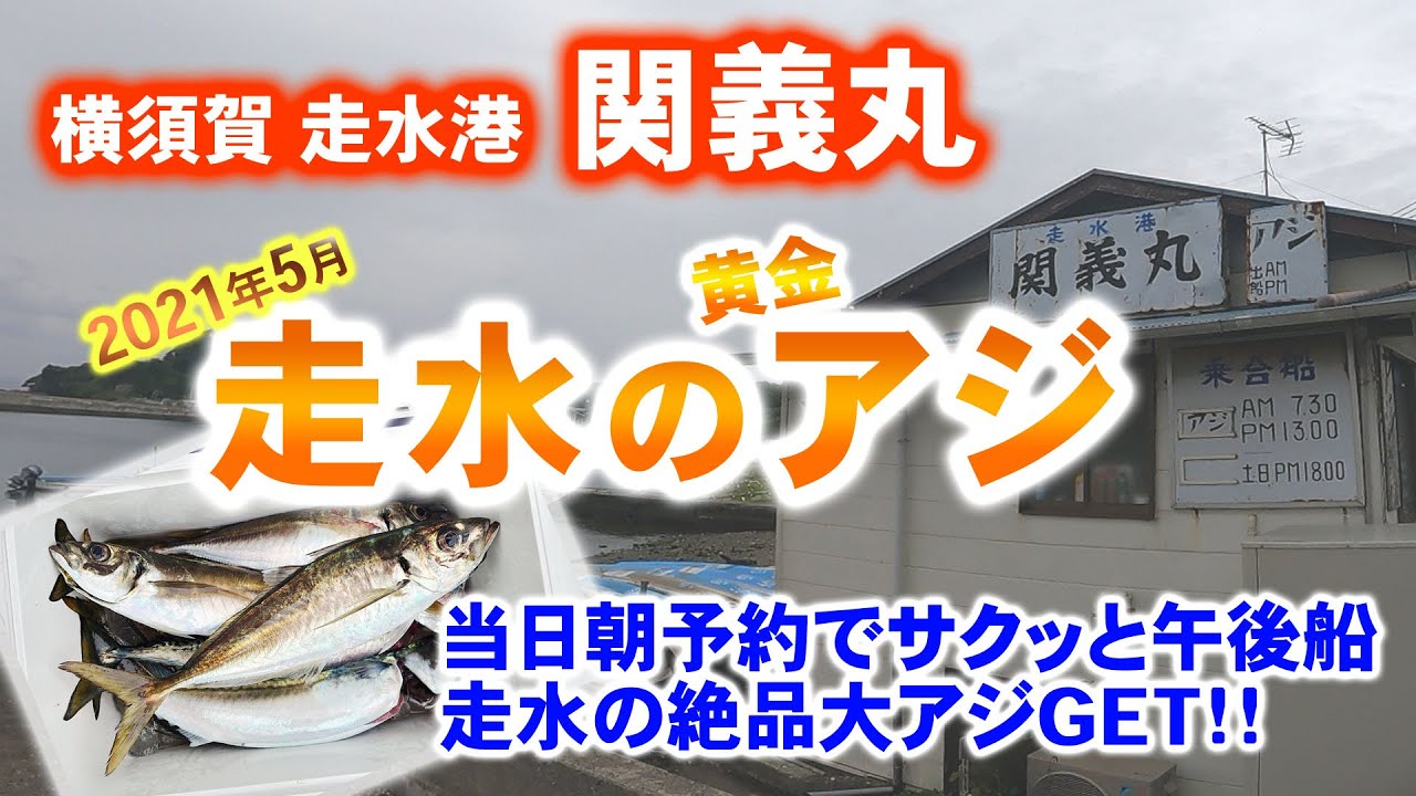 【走水アジ釣り】サクッと午後船で走水ブランドの黄金の大アジを釣る【走水港 関義丸】