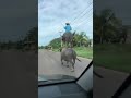 Most Viewed Video of Animals.  #entertaininganimals #funnyanimals #animals