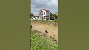 Kéo cá mùa lũ khi nước rút