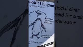 #penguins #penguinshorts #humboldt #penguinadventures #woodlandpark #zoo