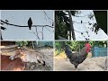 ঈগল পাখি কবুতর নিতে এসে ,,,মুরগি নিয়ে চলে গিয়েছে 🦅🦅