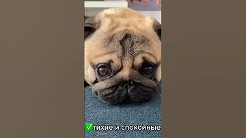 Топ 3 факта о мопсах #мопс #мопсы
