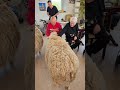 Tierische Osterfreude bei AIR Pflege: Unsere Schafsrallye mit Pontus &amp; Endor! 🐑🌸