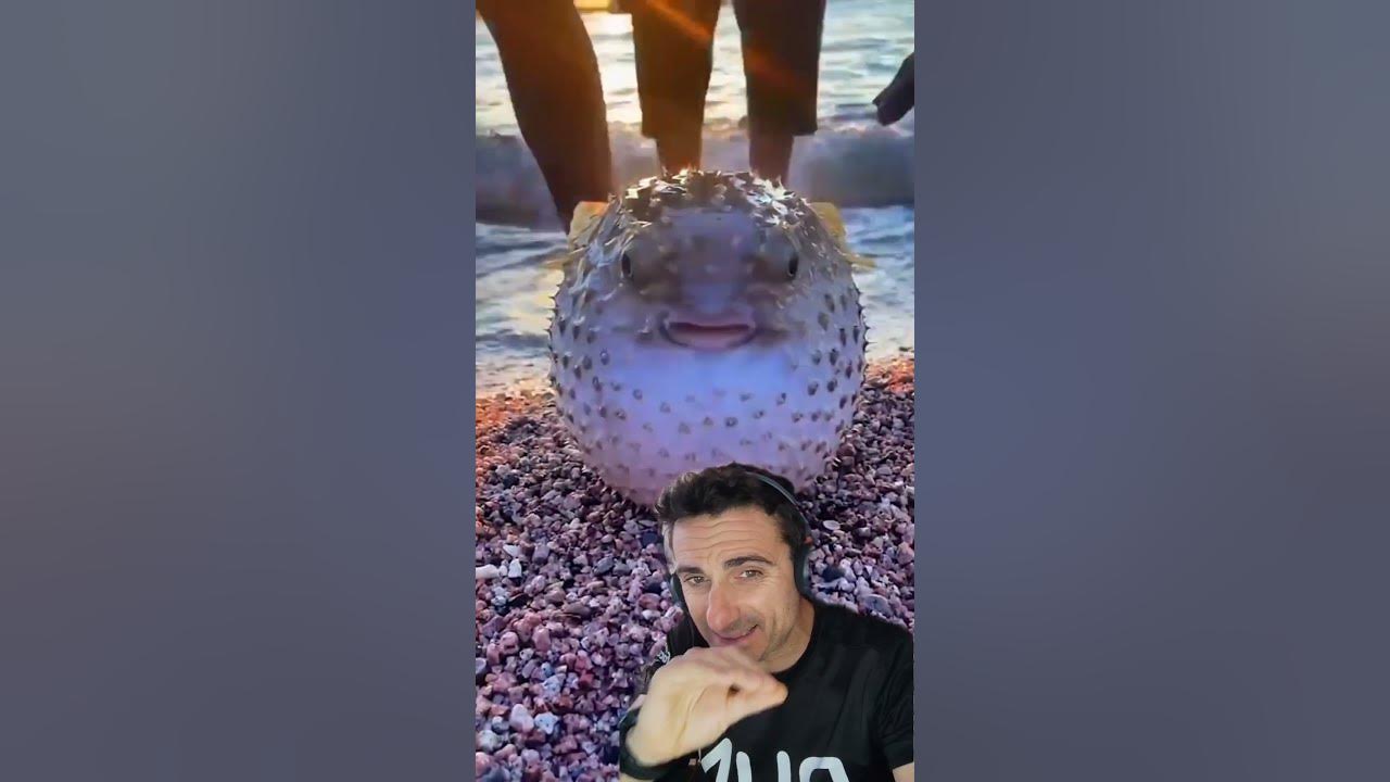 Que pasa si tocas un Pez GLOBO.supervivencia emergencia sabiasque YouTube