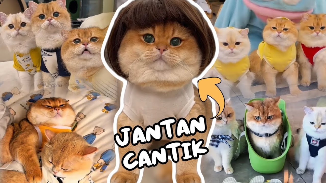 Kompilasi Lucu Kucing Oyen (Cabinet) & Family Terbaru! - Dijamin Menggemaskan 😹😻