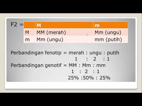 Video: Perbedaan Antara Persilangan Monohibrida Dan Dihibrida