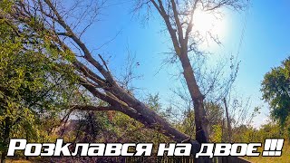 картинка: Валим почти три вяза
