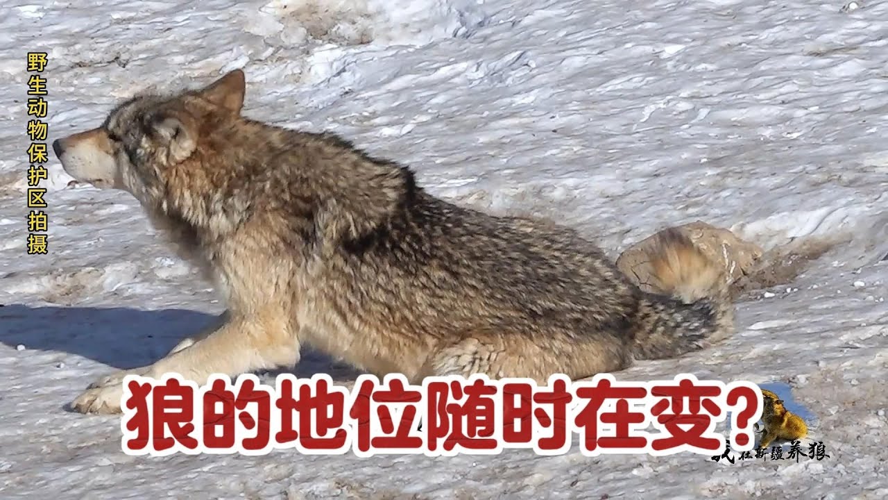 【我在新疆养狼】狼的地位随时在变?底层狼夹着尾巴不敢活动,黑狼和草原狼谁更厉害? - YouTube