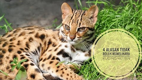 4 FAKTA MENGAPA TIDAK BOLEH MEMELIHARA KUCING HUTAN|| FELIS BANGALENSIS||BLACAN