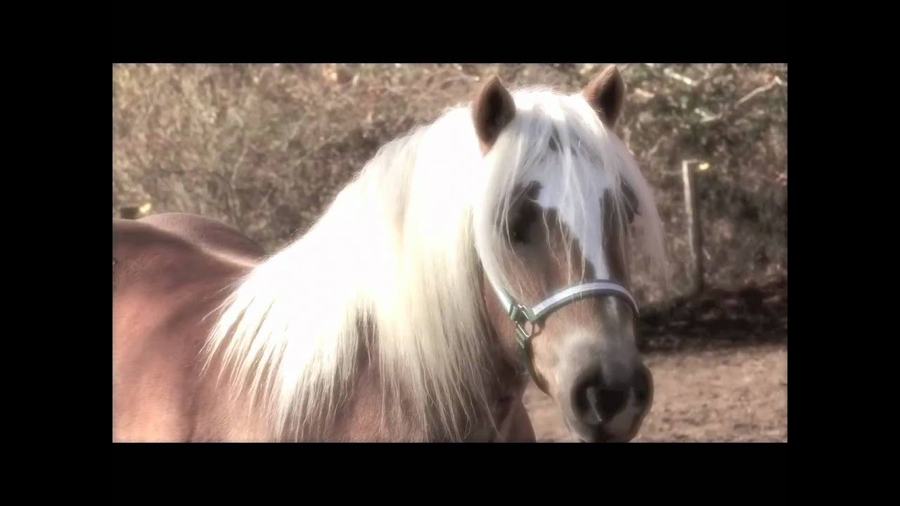 Star stable daily : friesians are available! Haflinger Horses - YouTube