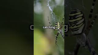 Wasps Turn Spiders into Web-Building Zombies 🕷️🧠🪰#facts #science #sciencefacts #wasp #spider #nature