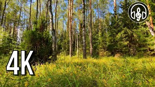 Spring birdsong in the morning forest. Beautiful 4K video for relaxation and sleep.