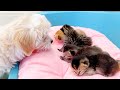 Maltipoo puppy met baby kittens and decided to feed them like a mama cat, but it didn’t work out
