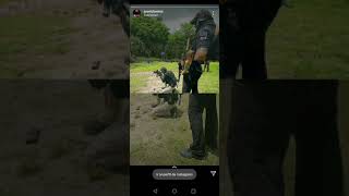 La Chilena Perreando