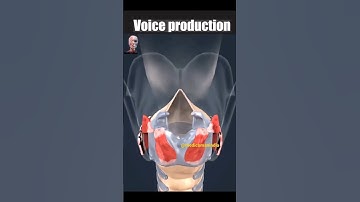 vocal cords in action   #shorts #animation #NEET