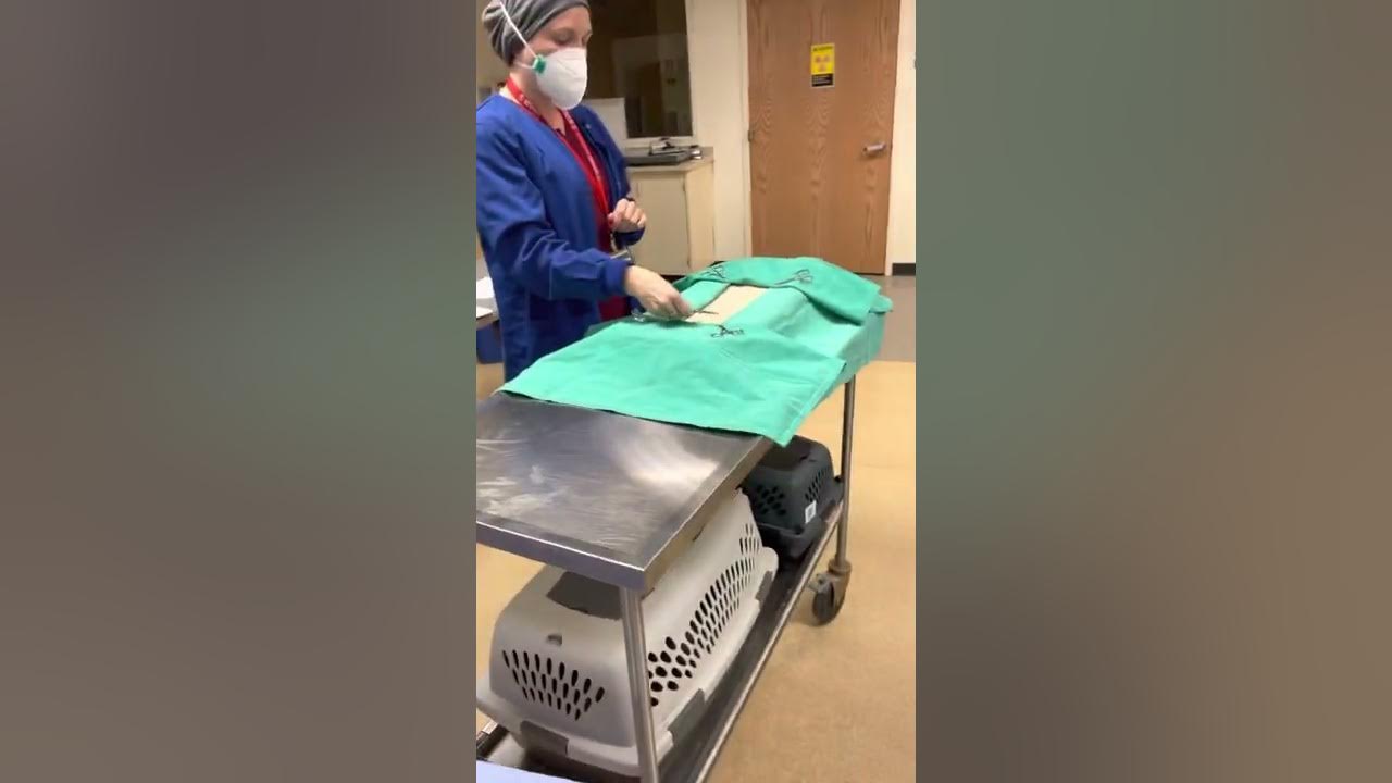 Opening an instrument pack and draping patient with fenestrated drape