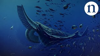 Gentle giants of the Cambrian