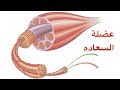 كيف تقوي وتنمي عضلات السعاده لديك 