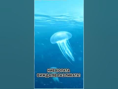 Защо морските КОСТЕНУРКИ ядат ПЛАСТМАСОВИ ТОРБИЧКИ😮 | Наука с Ники ...