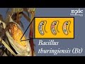 Bacillus thuringiensis (Bt)