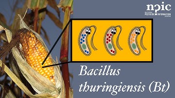 Bacillus thuringiensis (Bt)