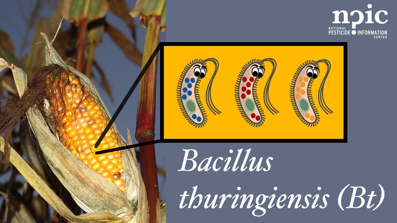 Bacillus thuringiensis (Bt) 