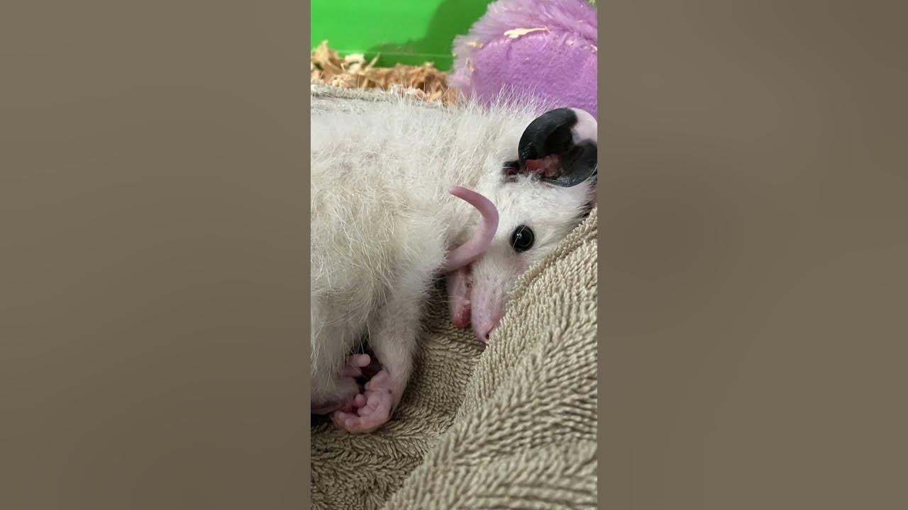 Opossums Use Litter Boxes? YouTube