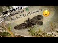 Didn’t expect to see DEFORMED CROCODILES !!! ~ Crocodile Farm Vlog ~