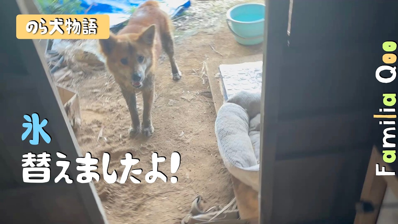 蝶と犬 I've changed the ice! [Miniature Dachshund and a stray dog from