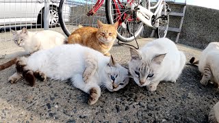 【猫動画】未公開映像集5【cat movie】