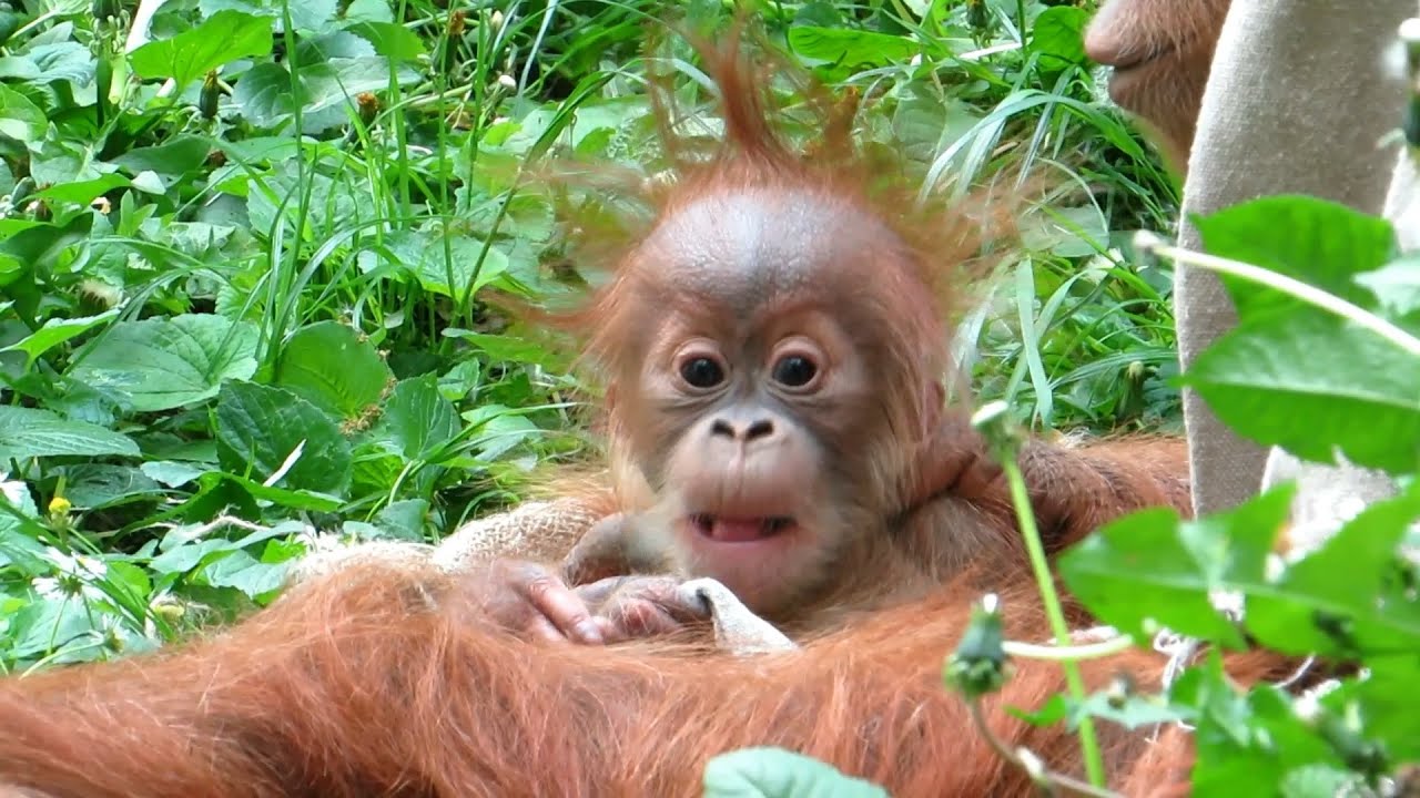 Emotional orangutan family  moments YouTube