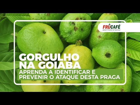 Vídeo: Informações para identificar e controlar os gorgulhos das raízes