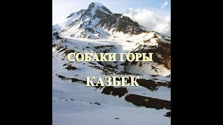 Собаки Казбегии Собаки Казбегии