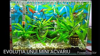 Evoluția Unui Mini-Acvariu Aug 2021 - Mai 2022 Mini Aquarium Evolution Aug 2021 - May 2022