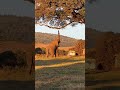 Camping With Elephants In Africa ЁЯШ Ngorongoro Crater Tanzania Camping With Elephants In Africa ЁЯШ Ngorongoro Crater Tanzania